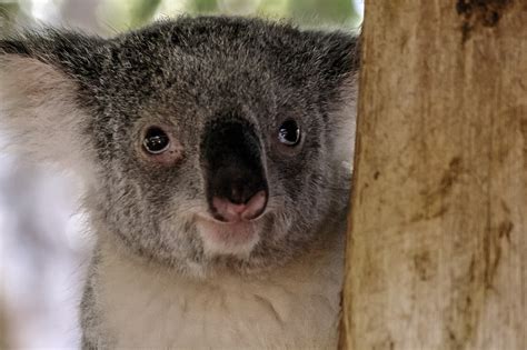 Close Up Of A Koala Phascolarctos Cinereus Image Free Stock Photo
