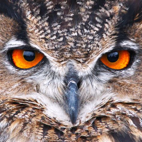 Of them, 188 are rare or accidental, six have been introduced by humans, and six have not been reported in finland since 1950. Eagle Owl | Perhaps the most magnificent of European birds ...