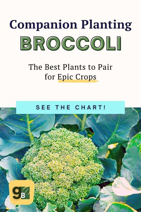 Broccoli Companion Plants What To Include And Not Include — Gardening