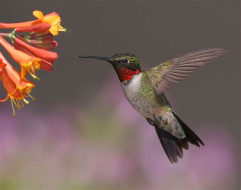Study Finds Hummingbirds Migrate Earlier The Spokesman Review