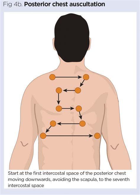 How To Perform Chest Auscultation And Interpret The Findings Nursing