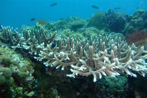 Coral Reefs Are Dying Luckly Living Coral Is The Colour Of The Year