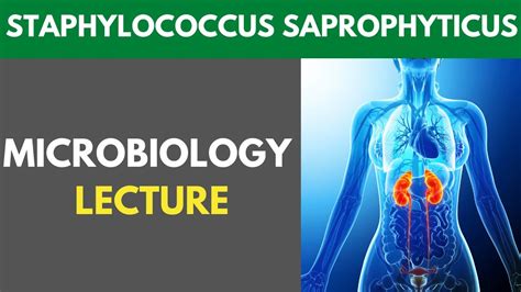 Staphylococcus Saprophyticus Clinical Pathogenesis Investigations