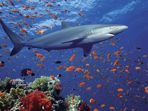 Wallpaper Animals Sea Underwater Coral Reef Ocean Ecosystem