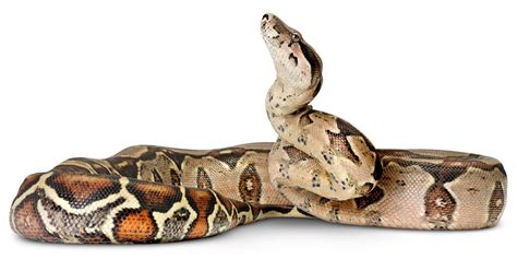 Boa Snakes Boa Constrictor Facts Dk Find Out