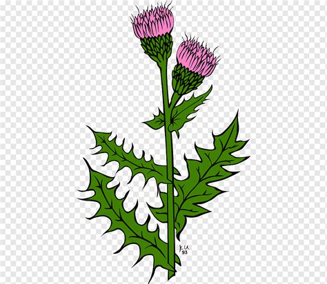 Scotland Creeping Thistle Public Domain Drawings Leaf Plant Stem