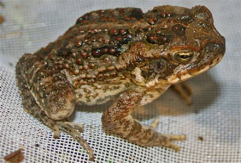 Cane Toads Inroduced Species Rspca Queensland