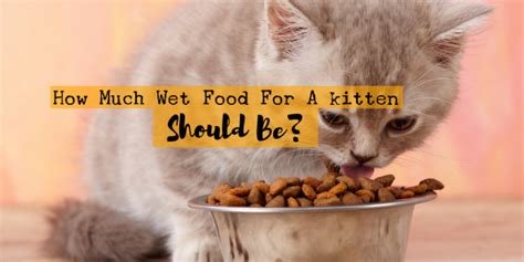 You'll want to ensure you're feeding an appropriate amount of food, whether you feed dry, wet or a combination of. How much wet food to feed a kitten | Food, Dog food ...