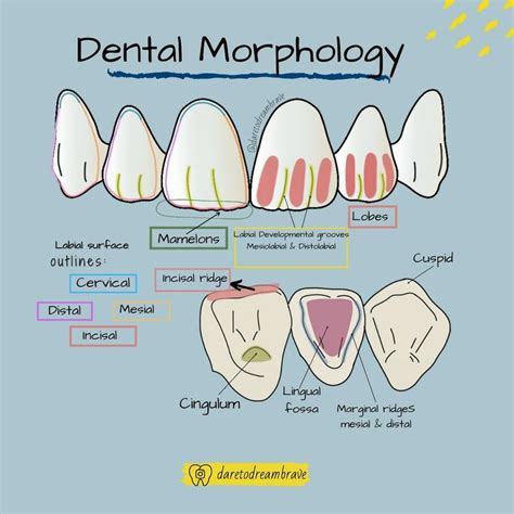 Dental Morphology Dental Dental Assistant Study Dental Student