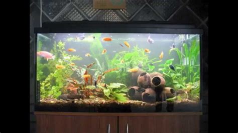 Creating your own diy aquarium decor can be a fun thing to do. Creative Diy aquarium decorating ideas - YouTube