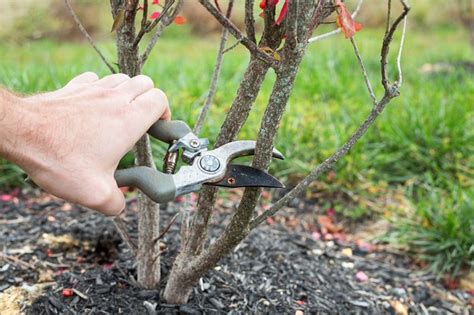 To also halt spreading via the seeds. When to Prune a Burning Bush Shrub (with Pictures) | eHow
