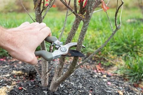 To prune or not to prune? When to Prune a Burning Bush Shrub (with Pictures) | eHow