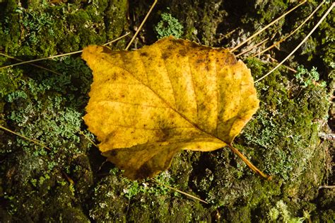 Study Single Autumn Leaves Trevor Labarge