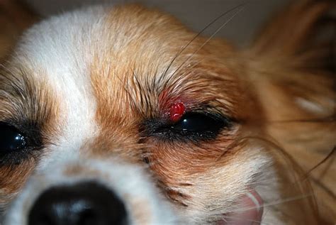 Treatments For Sty In Dogs Eye