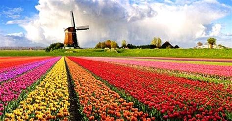 Ukuran umbi tulip tidaklah sebesar umbi amarilis, mirip seperti oleh karena tulip biasanya ditanam ketika cuaca dingin, maka di indonesia yang tidak mengenal musim salju, perlu dilakukan cold treatment. Mewarnai gambar bunga tulip yang indah dan cantik