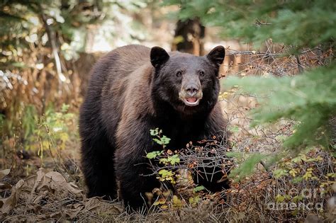 Wild Black Bear 2 Photograph By Webb Canepa Fine Art America