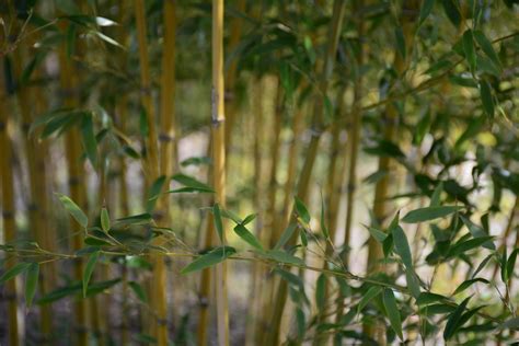 Why Choose Bamboo For A Sustainable Lifestyle Eco Friendly And Bamboo