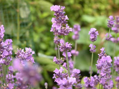 Imageafter Photos Purple Flower Lavender Flowers Smell Summer Spring