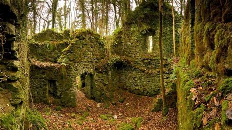Download Autumn Season Ruins Forest Leaves Ireland Moss Wallpaper By