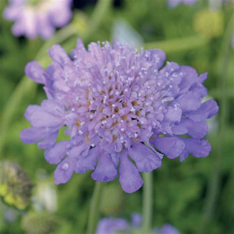 Butterfly Blue Pincushion Flower From Jackson And Perkins
