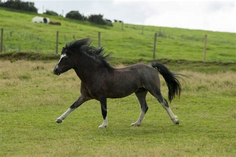 Our Stallions Welsh Mountain Ponies Moelbanc Stud