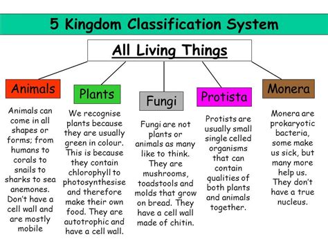 5 Kingdom Classifications Of Organisms Unbiased 5 Kingdoms