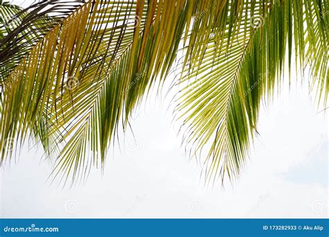 Coconut Palm Trees In Perspective View Stock Image Image Of Beach