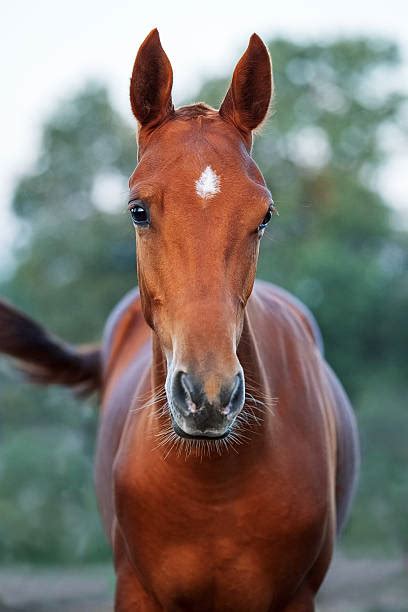 Akhal Teke Stock Photos Pictures And Royalty Free Images Istock