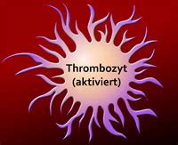 Zugleich verstopfen sie aber auch die gefäße der zellen. Thrombozytenaggregation (Blutgerinnung)