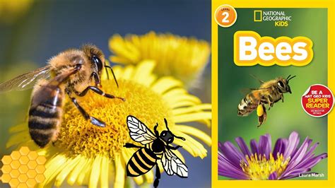 National Geographic Readers Bees Read Aloud Science Book Youtube