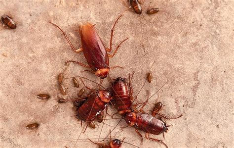 The Key To Keeping Your Dallas Restaurant Cockroach Free Delta 1 Pest