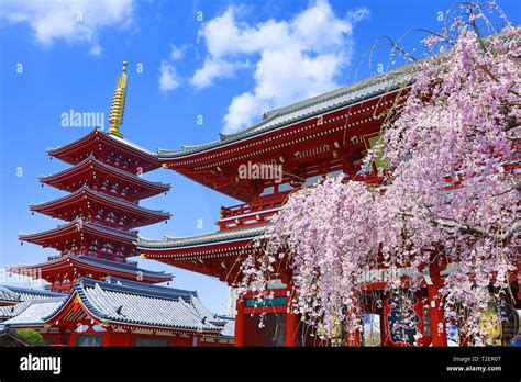 Hozomon The Inner Gate And The Five Storey Pagoda With Cherry Blossom