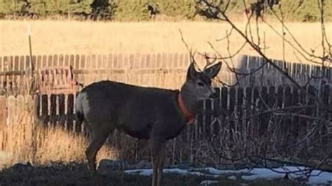 Police Shoot Kill Domesticated Deer After It Attacked Victims Whp