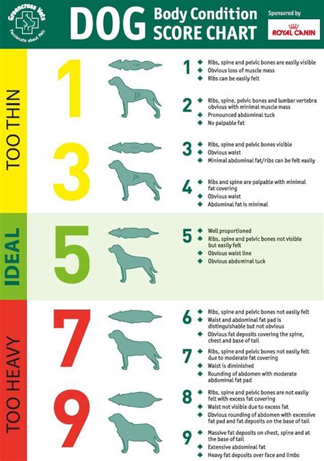 Dog Body Condition Score Chart Dog Health Problems Waterproof Dog
