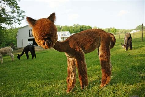 Camelcamelcamel is no longer allowed by twitter to send alerts, so there is no need to. 17 Best images about THE FLO BOARD............... on ...