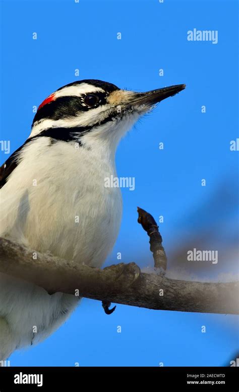 A Close Up Vertical Image Of A Male Hairy Woodpecker Picoides Pubescens Perched On A Tree