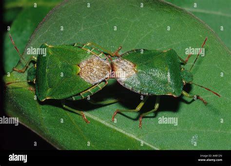 Common Green Shield Bugs Mating Palomena Prasina In The Uk Stock