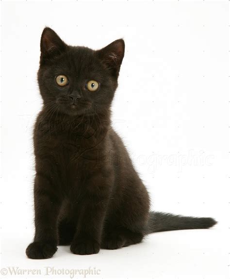 Black And White British Shorthair Cats