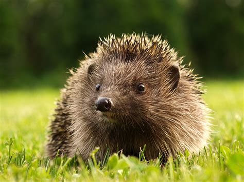 Teilweise hat er sich versucht irgendwo zu verkriechen. Igel im Garten (Forum für Naturfotografen)