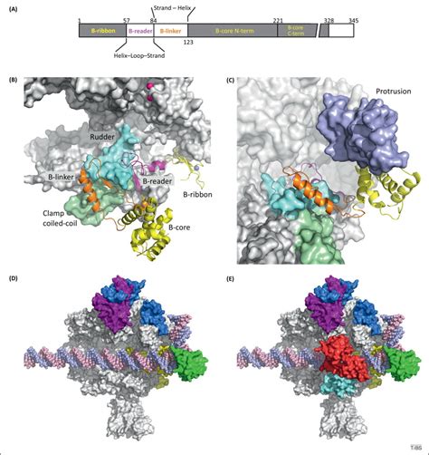 Structural Insights Into Transcription Initiation By Rna Polymerase Ii