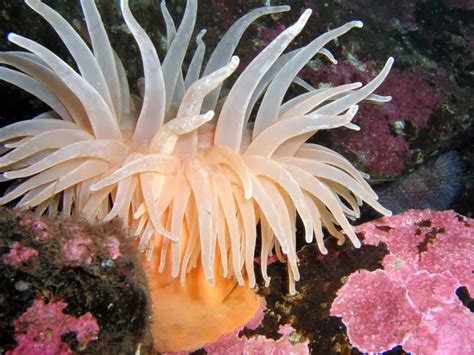 Sea Anemone Fishes World Hd Images And Free Photos