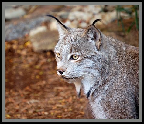 Canadian Lynx The Canadian Lynx Lynx Canadensis Is A Nor Flickr
