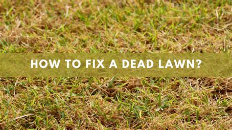 How To Fix A Dead Lawn Construction How