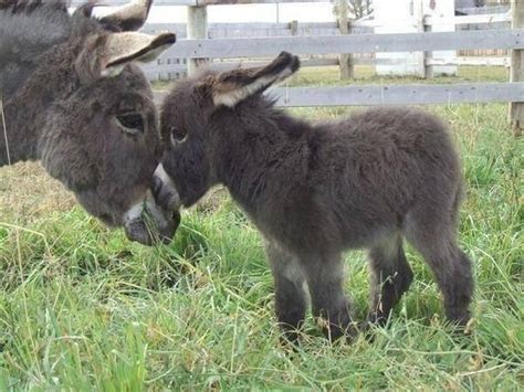 Fluffy Baby Donkey Critters Pinterest