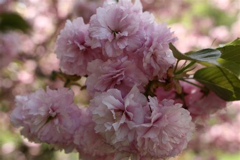 Pink Flower Bloom Spring Flowering Tree Trees Free Nature Pictures