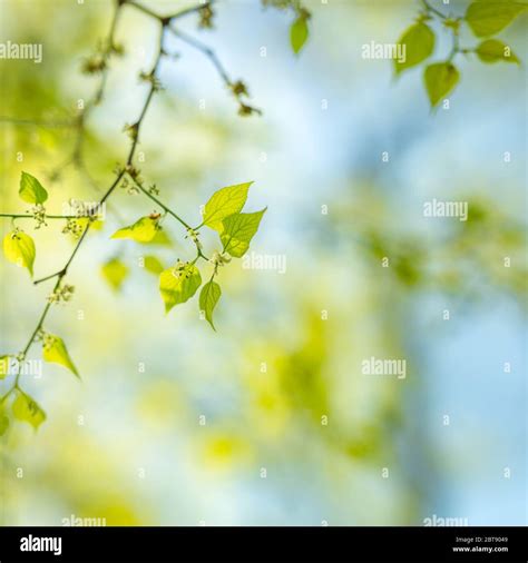Fresh And Green Leaves On Blue Sky Beautiful Closeup Nature View Of