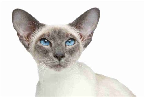 Blue Point Siamese Cats Traits Info Pics