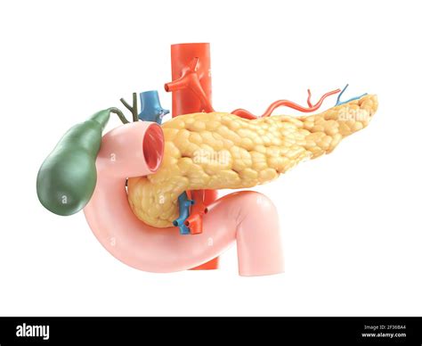 Anatomically Accurate Illustration Of Human Pancreas With Gallbladder