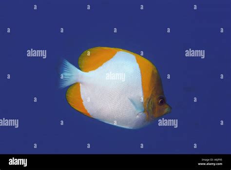 Pyramid Butterflyfish Hemitaurichthys Polylepis Hawaii Stock Photo Alamy