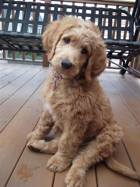 Goldendoodle F1b 2 Mois Puppies Goldendoodle Puppy Cute Dogs
